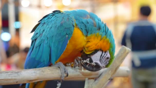 Πολύχρωμο Scarlet Macaw Παπαγάλος Αλυσοδεμένος Ροκανίζει Προσπάθεια Ελευθερωθεί — Αρχείο Βίντεο
