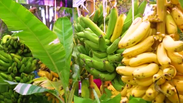 Różne Owoce Palmy Bananowej Odmiany Hybrydowej Pochodzą Różnych Kształtach Kolorach — Wideo stockowe
