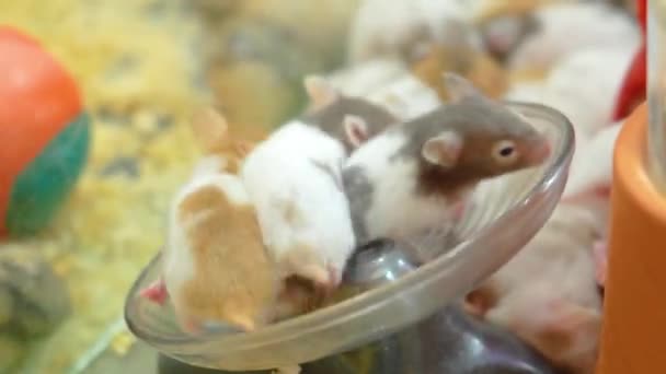 一群毛茸茸的小仓鼠坐着轮子跑着 成群地聚集在一起 — 图库视频影像