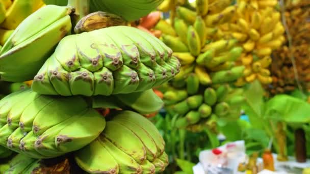 Różne Owoce Palmy Bananowej Odmiany Hybrydowej Pochodzą Różnych Kształtach Kolorach — Wideo stockowe