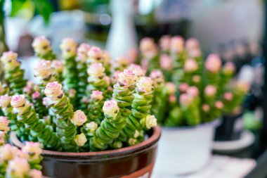 Crassula conjuncta perforata cv. Dev pagoda çeşidi.