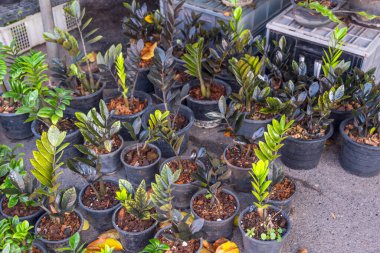 Zamioculcas kuzgunun kara melezi, Zanzibar mücevheri, Zuzu bitkisi sokak pazarında yetişiyor..