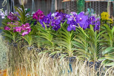 Güzel vanda orkidesi kaufen orkideleri, güzel çiçekler ve yeşil yapraklar. Bir bahçe merkezinde çok farklı renkler sergilenir.