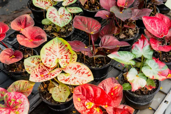 stock image Colorful exotic caladium plant hybrid red foliage in flower pots inside urban jungle garden market.