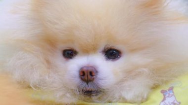 Pomeranian Spitz 'in tatlı yüzü uyukluyor..