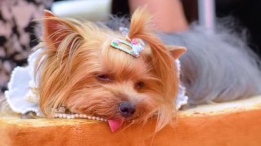 Yorkshire teriyeri tatlı kız uyuya kalmış yatıyor..