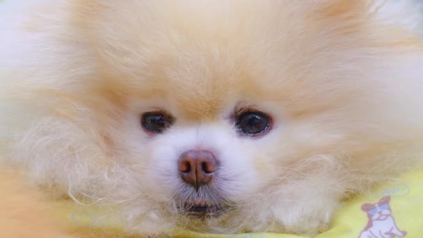 Pomeranian Spitz Cute Face Lies Resting Dozing — стоковое видео