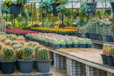 Bahçe ikliminde geniş bir çeşit kaktüs ferocactus melocactus azureus..