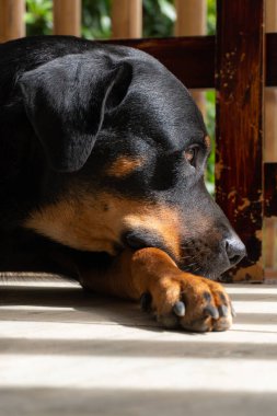 Rottweiler gün batımında bahçede. Rottweiler köpeği yerde yatıyor.