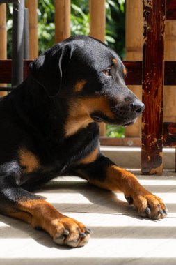 Rottweiler gün batımında bahçede. Rottweiler köpeği yerde yatıyor.