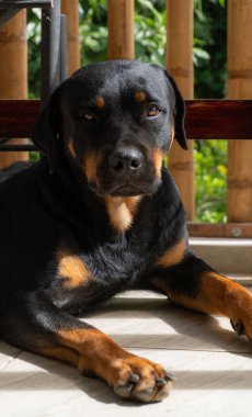 Rottweiler gün batımında bahçede. Rottweiler köpeği yerde yatıyor.