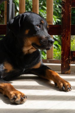 Rottweiler gün batımında bahçede. Rottweiler köpeği yerde yatıyor.