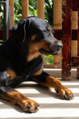 Rottweiler gün batımında bahçede. Rottweiler köpeği yerde yatıyor.