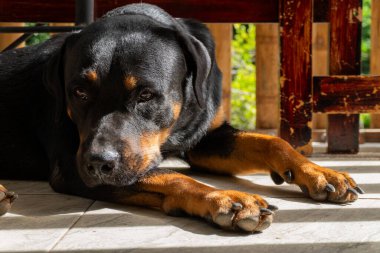 Rottweiler gün batımında bahçede. Rottweiler köpeği yerde yatıyor.