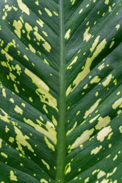 Sarı çeşitlilik ve güçlü damar dokusuyla yeşil bir yaprağın detaylı makro görüntüsü..