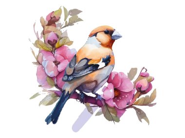 Watercolor bird and sparrow vector illustration Realistic hand drawn Painting, On branches decorated by leaves and flowers, White isolated background. clipart