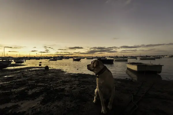 Labrador 'un muhteşem bir örneği inanılmaz bir gün batımı tasarlıyor.