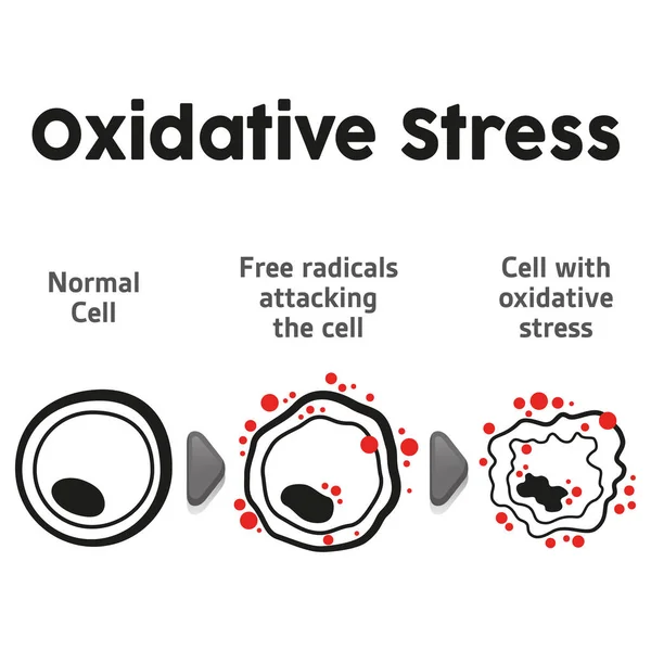 Cell Anatomy Undergoing Oxidative Stress Biology Ideal Educational Informational Materials ストックイラスト