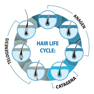 İllüzyon saçın yaşam döngüsünü temsil eder. Kurumsal ve eğitici materyaller için ideal