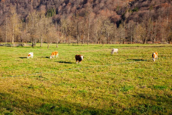 Skupina Pasoucích Krav Louce Údolí Řeky Sesia Piemont Severní Itálie — Stock fotografie