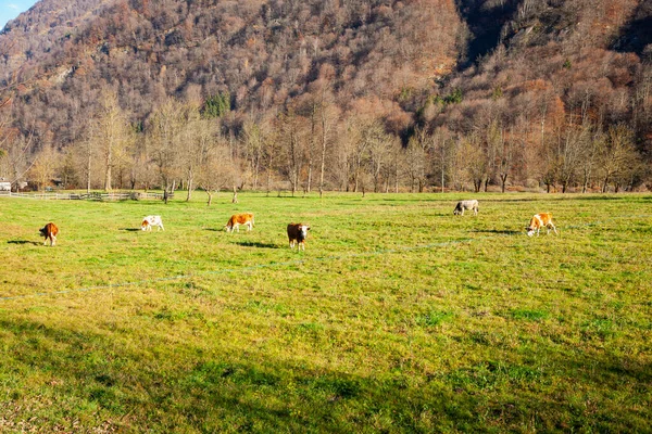 Gruppo Vacche Pascolo Prato Nella Valle Della Sesia Piemonte Italia — Foto Stock