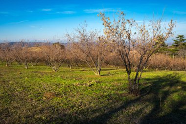 Langhe (Asti Eyaleti, Piedmont, Kuzey İtalya) tepelerinde yetişen fındık ağaçları, kış mevsiminde çekildi..