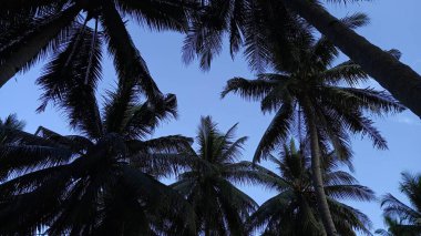 Palmiye ağaçları, arka planda mavi gökyüzü ile izole edilir.