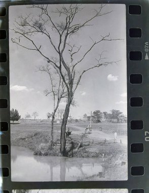 Brezilya 'nın batısındaki kuru ağaç. Eski bir fotoğraf. Siyah beyaz analog bir kamerayla çekildi. Gerçek iş..