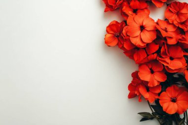 Beyaz arka planda güzel kırmızı gelincikler.