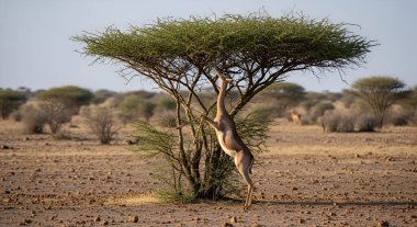 Bir gerenuk, güneşli bir günde kurak bir Afrika manzarasında ağaçtaki yapraklara ulaşmak için arka ayakları üzerinde durur.