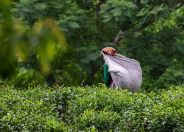 Rangapani çay bahçesinde çay yaprakları taşıyan bir işçi. Bu fotoğraf Chittagong, Bangladeş 'ten çekilmiş..