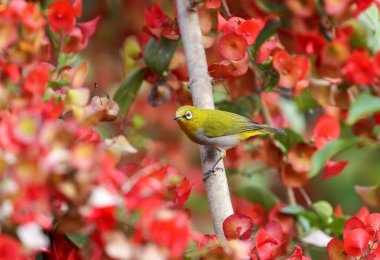 Hindistanlı beyaz göz, eski adıyla Doğulu beyaz göz, beyaz gözlü ailede geçen küçük bir kuş..