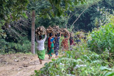 Kafasında odun taşıyan köylü kadın. Bu fotoğraf Chittagong, Bangladeş 'ten çekilmiş..