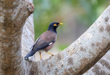 Myna kuşu bir ağaçta oturmaktadır. Myna ya da Hint Myna, Sturnidae familyasından Asya 'ya özgü bir kuş türü..