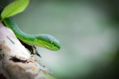 Bir Yeşil Çukur Viperinin (Trimeresurus macrops).