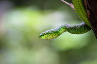 Yakın büyük gözlü Yeşil Çukur engerek (Trimeresurus macrops) Güneydoğu Asya'nın endemik specie kadar