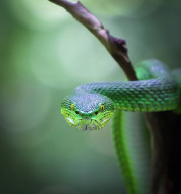 Güzel yeşil çukur engereği ile yüz yüze (Trimeresurus albolabris).