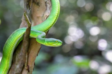 Yeşil çukur engereği (Trimeresurus macrops) veya beyaz dudaklı çıngıraklı yılan veya beyaz dudaklı ağaç engereği, Güneydoğu Asya 'ya özgü zehirli bir çukur engerek türüdür..