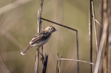 zitting cisticola or streaked fantail warbler is a widely distributed Old World warbler. clipart