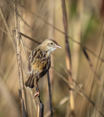 zitting cisticola or streaked fantail warbler is a widely distributed Old World warbler. clipart