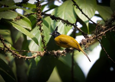 black-crested bulbul is a member of the bulbul family of passerine birds. It is found from the Indian subcontinent to southeast Asia. clipart