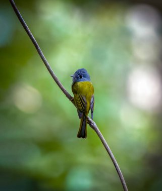 grey-headed canary-flycatcher, sometimes known as the grey-headed flycatcher, is a species of small flycatcher-like bird found in tropical Asia. clipart