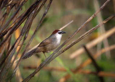 Chestnut-capped babbler (Timalia pileata).this photo was taken from Bangladesh. clipart