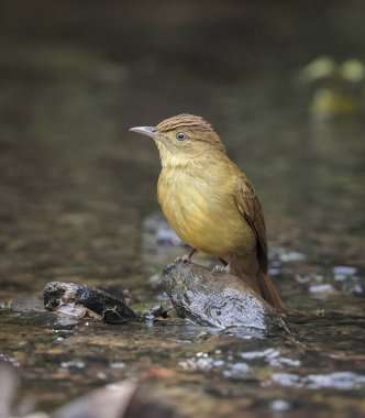 olive bulbul is a species of songbird in the bulbul family, Pycnonotidae. clipart