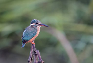 Avrasya kralbalıkçısı ve nehir balıkçısı olarak da bilinen ortak Kingfisher (Alcedo at this).