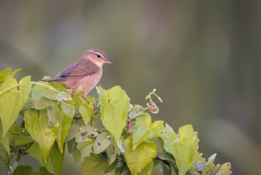 Esmer bülbül, Doğu Palearktik 'te yetişen bir yaprak bülbülüdür..