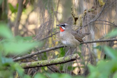 Siberian Rubythroat is a ground-loving songbird of Asia. They primarily breed in Siberia, while wintering in southern and southeastern Asia. clipart