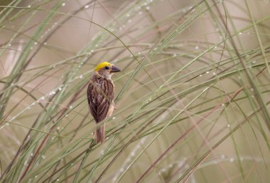 baya weaver is a weaverbird found across the Indian Subcontinent and Southeast Asia. clipart