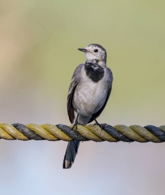 Beyaz kuyruk, Motacillidae familyasından küçük bir kuş türü olup pipit ve uzun pençeleri de içerir..