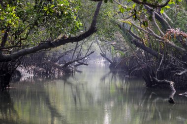 Sundarbans 'da bir kanal. Sundarbans, Bangladeş ve Hindistan arasında dünyanın en büyük doğal mangrov ormanı. Bu fotoğraf Bangladeş' ten çekildi..